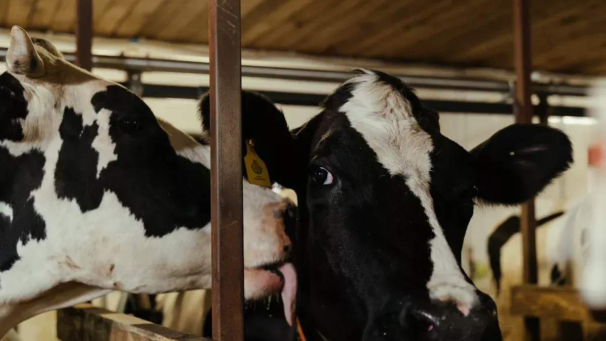 Apakah tiga peringkat pengeluaran susu?